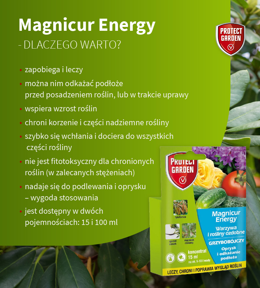 Magnicur Energy – dlaczego warto? - infografika