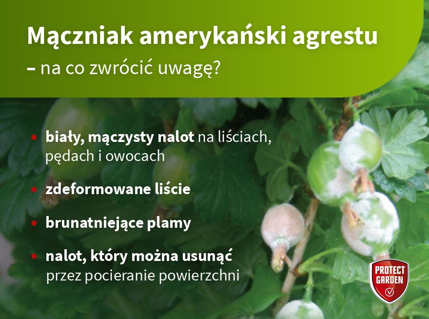 Mączniak amerykański agrestu – na co zwrócić uwagę? - infografika