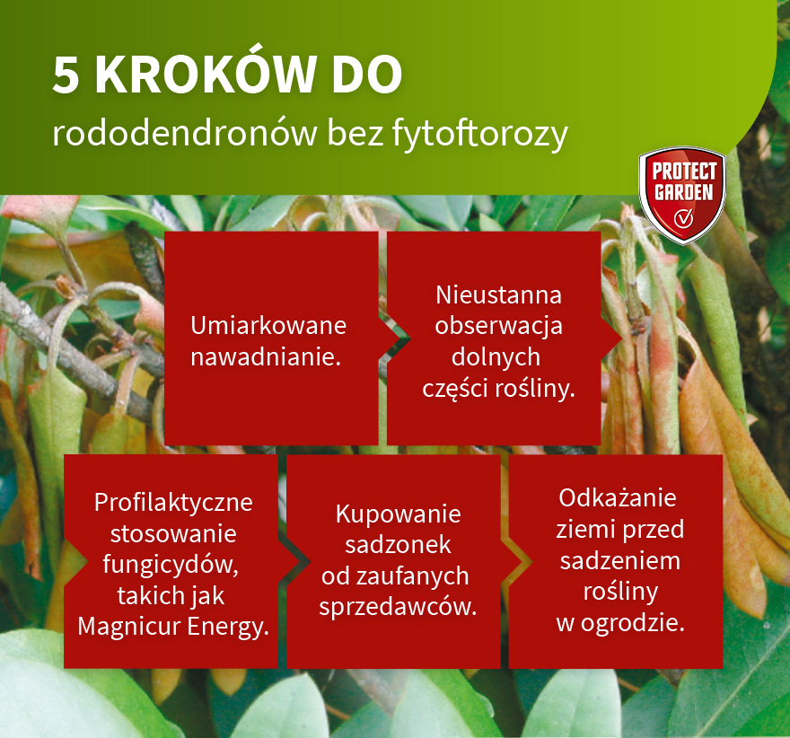 5 kroków do rododendronów bez fytoftorozy - infografika
