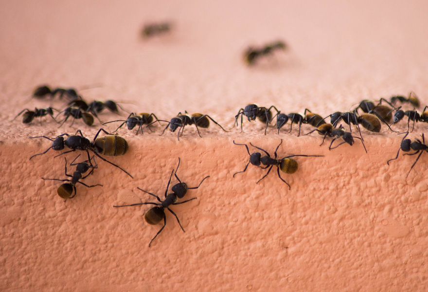 Mrówki chodzące po otynkowanej ścianie - tytułowa