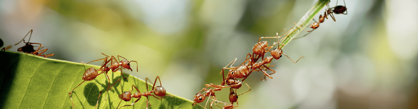 Mrówki włażące na liść - tytułowa