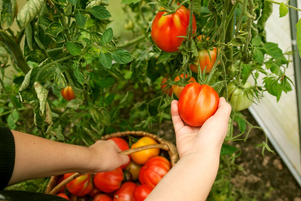 zbieranie pomidorów