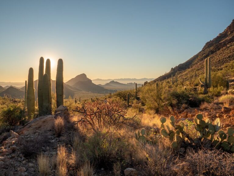 arizona ogród botaniczny