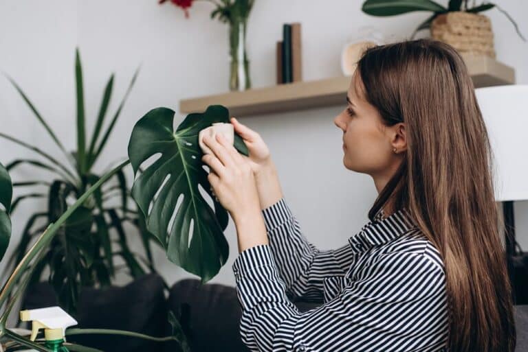 monstera pielęgnacja