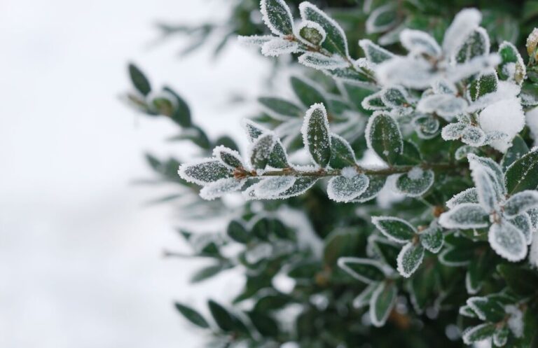 winter