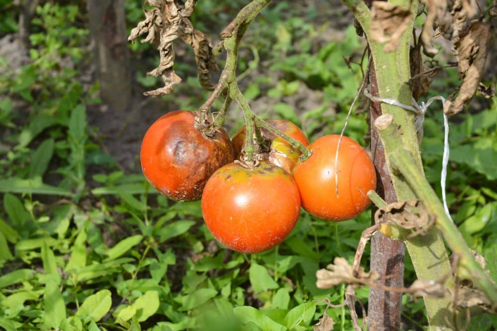 zaraza ziemniaka pomidora