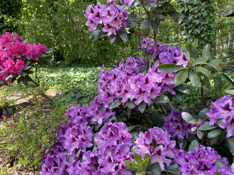 rododendron-fiolet_optimized