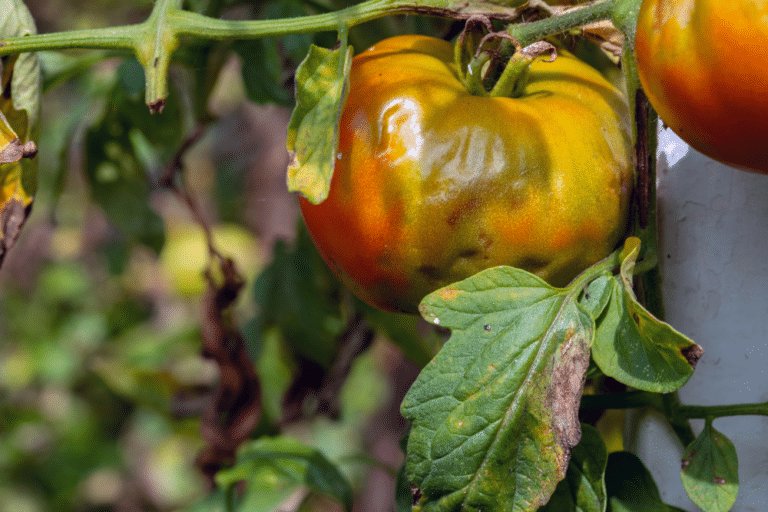krzaczek pomidora z widocznym pomidorem na pierwszym planie. Widać na liściu obok owocu pierwsze oznaki choroby zarazy ziemniaka.