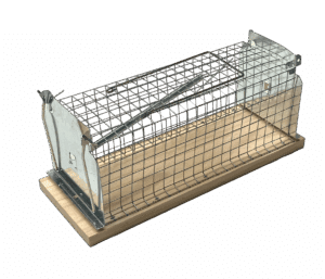 żywołapka drewniana na szczury