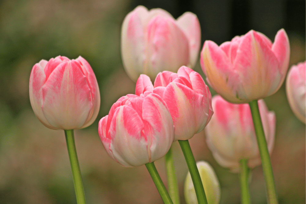 tulipany